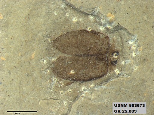 Insecta