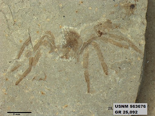 Insecta