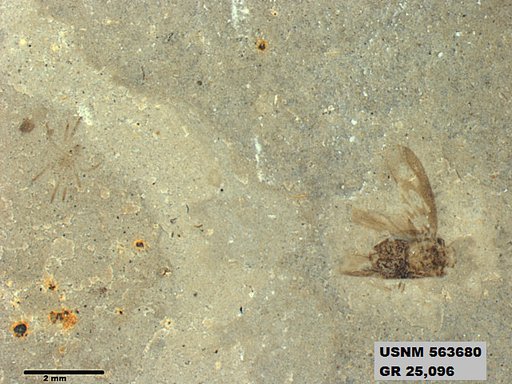 Genus sp