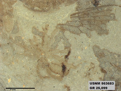 Insecta