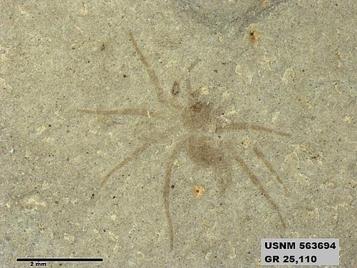 Genus sp