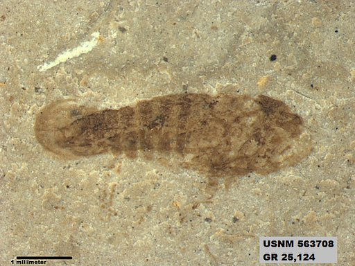 Genus sp