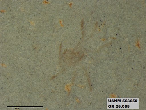 Insecta