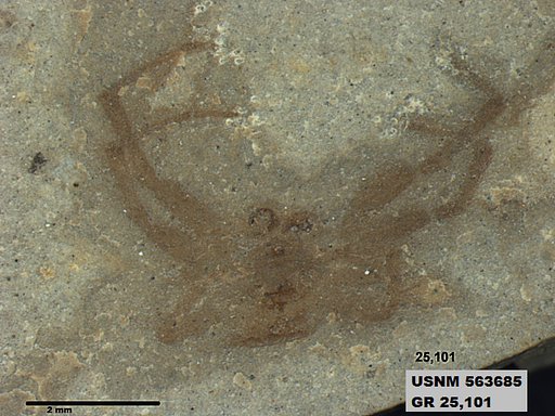 Insecta