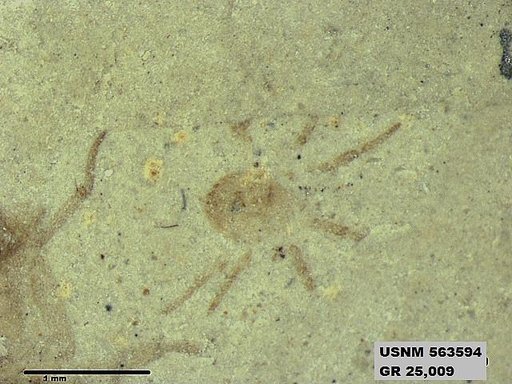 Genus sp