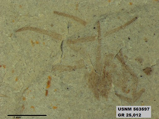 Genus sp