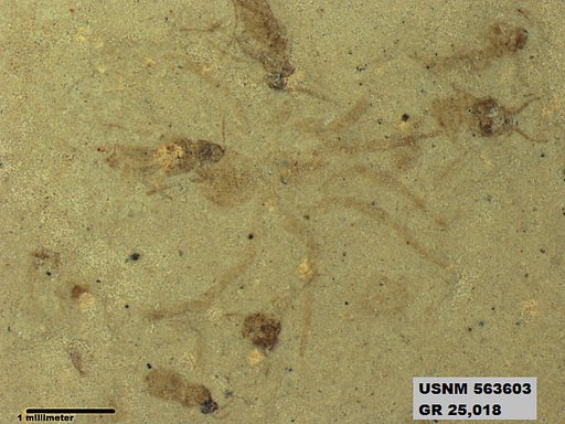 Genus sp