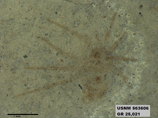 Genus sp