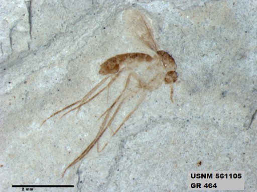 Insecta