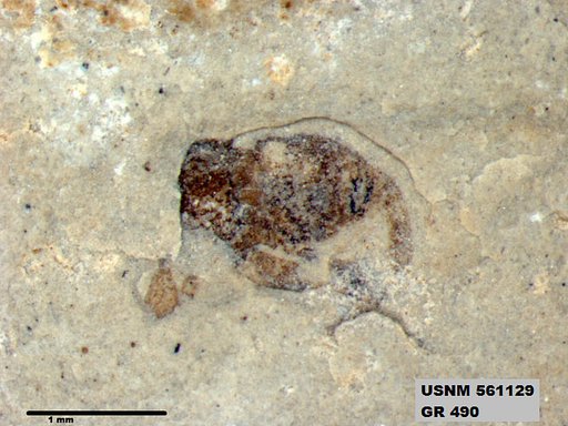 Genus sp