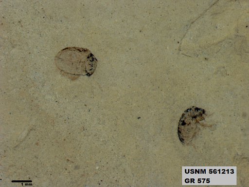 Insecta