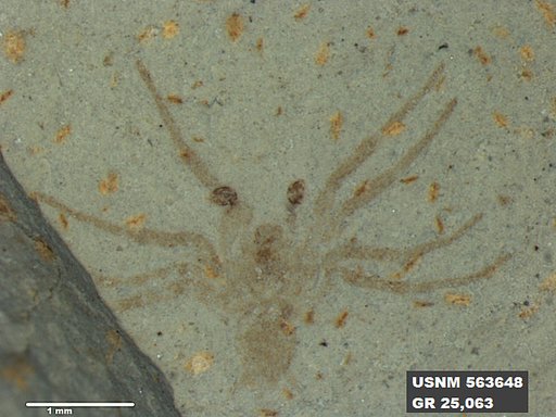 Insecta