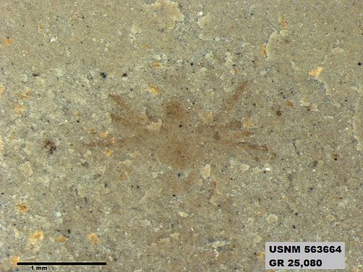 Genus sp