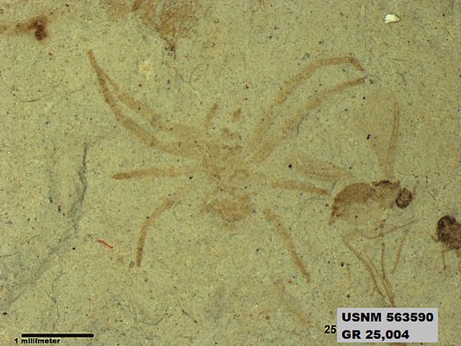 Genus sp