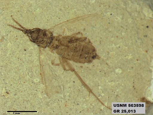 Genus sp