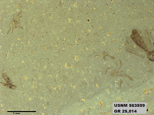 Genus sp