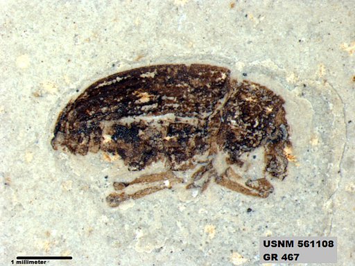 Insecta