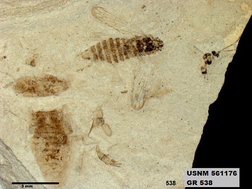 Genus sp