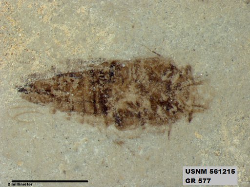 Genus sp