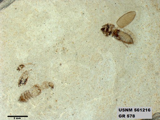 Insecta