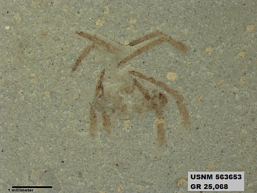Insecta