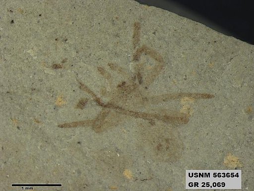 Insecta