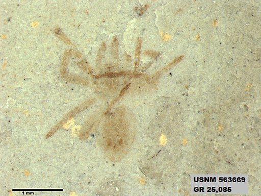 Insecta