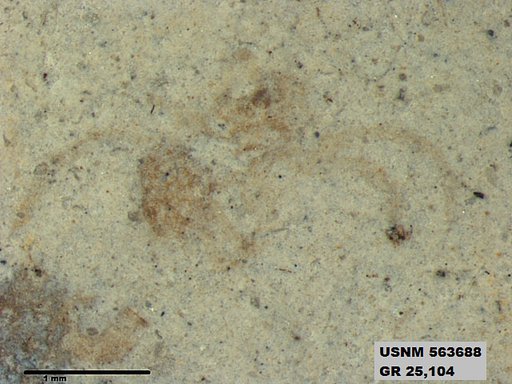 Genus sp