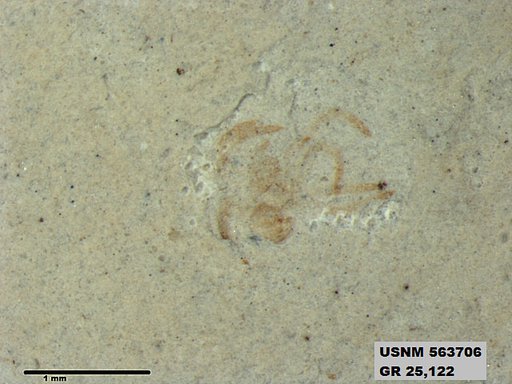 Genus sp