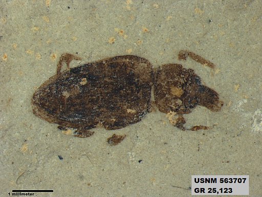 Tipula sp