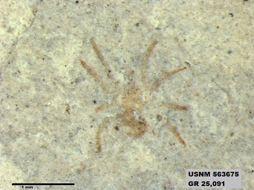 Genus sp