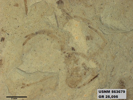 Insecta