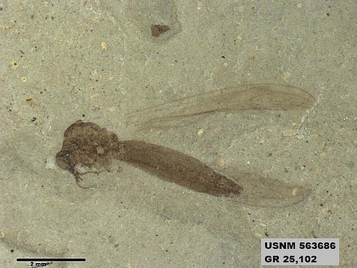 Insecta