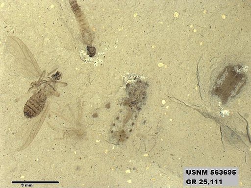 Genus sp