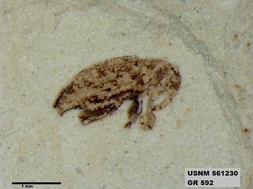 Insecta