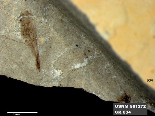 Insecta