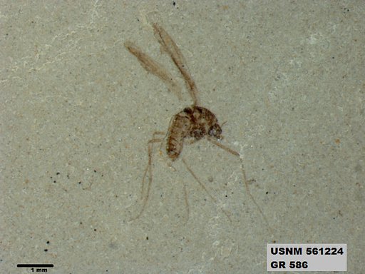 Insecta