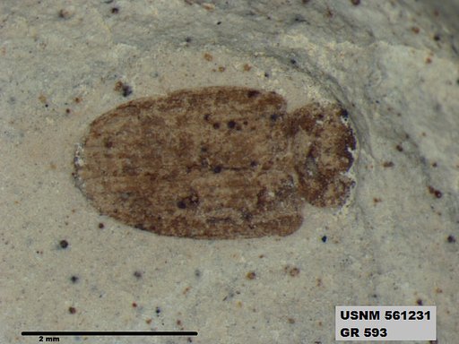 Insecta