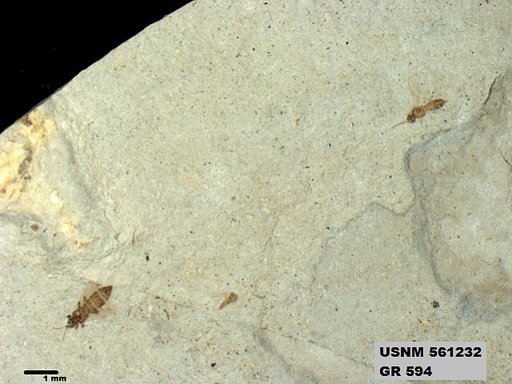 Insecta