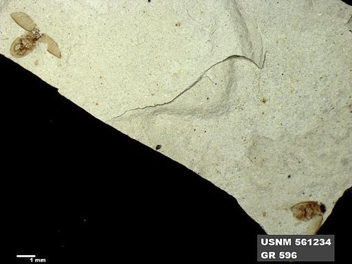 Insecta