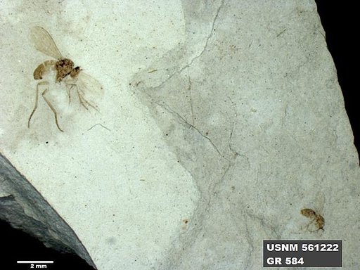 Insecta