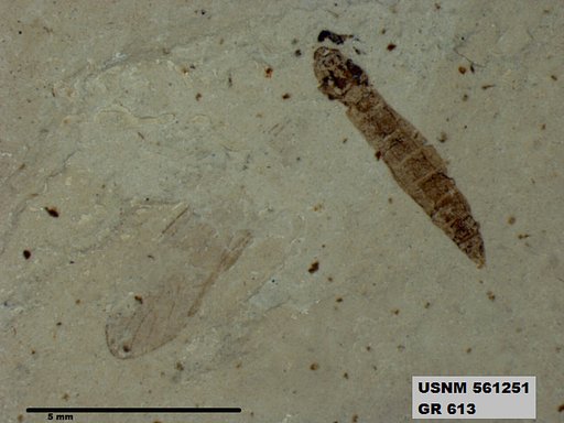Genus sp