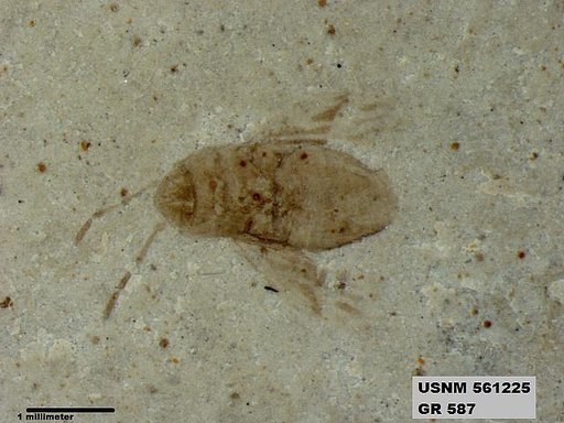 Genus sp
