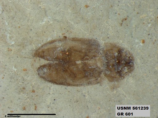 Insecta