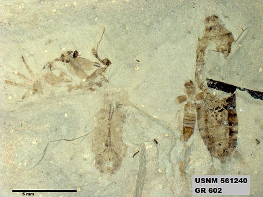 Insecta