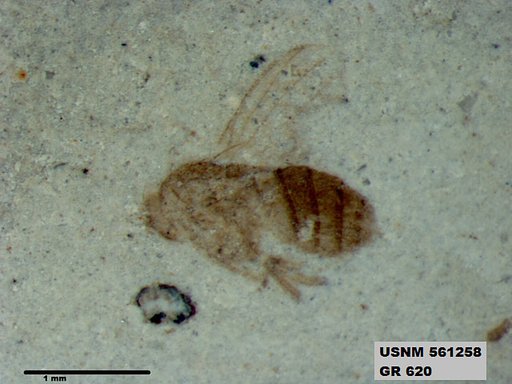 Insecta