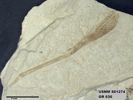 Insecta