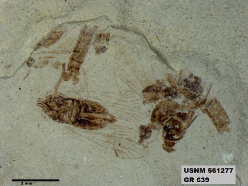 Genus sp