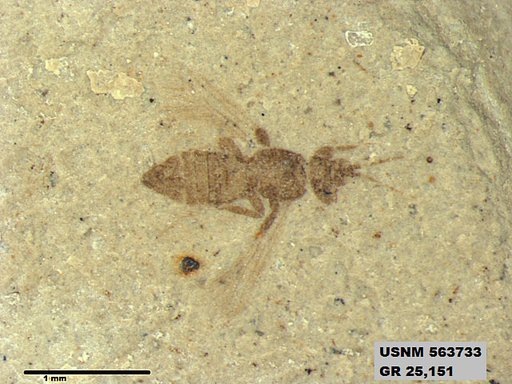Genus sp