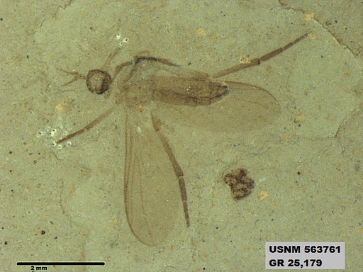 Genus sp